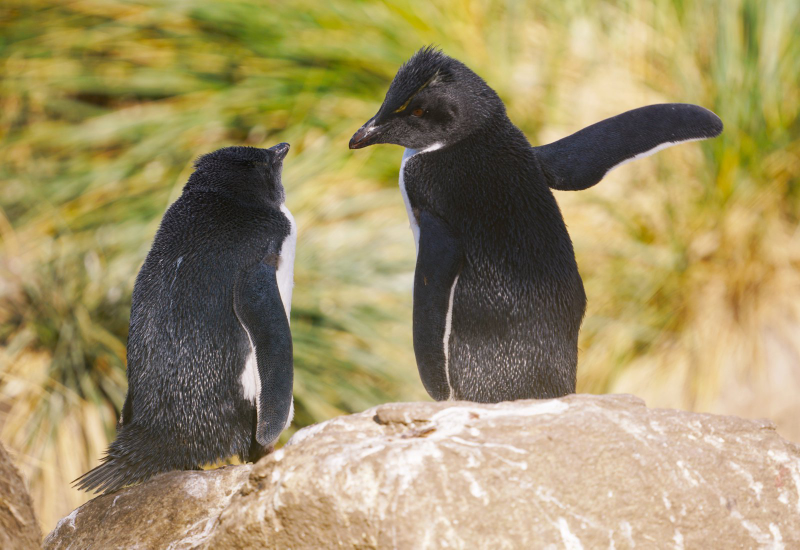 Illustration for article titled Alégrate el día con las fotos finalistas de los Comedy Wildlife Photography Awards